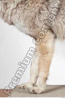 Wolf leg photo reference 0011